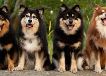 Microchipping now mandatory for all dogs in Finland